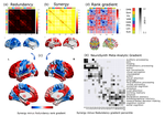 A synergistic core for human brain evolution and cognition